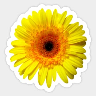 Sunny Yellow Gerbera Daisy Sticker